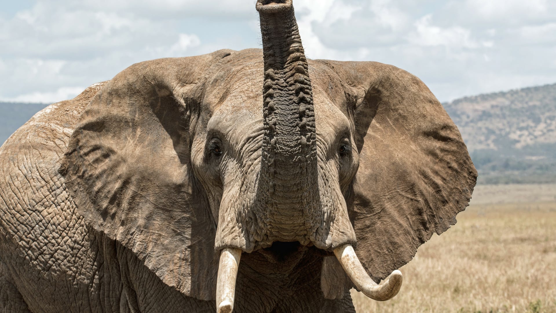 Elephant trunk up