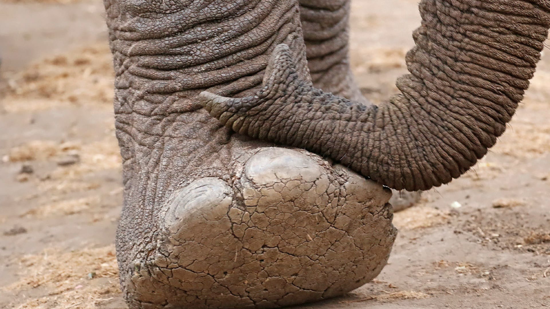 Mary Jane Sesto elephant foot