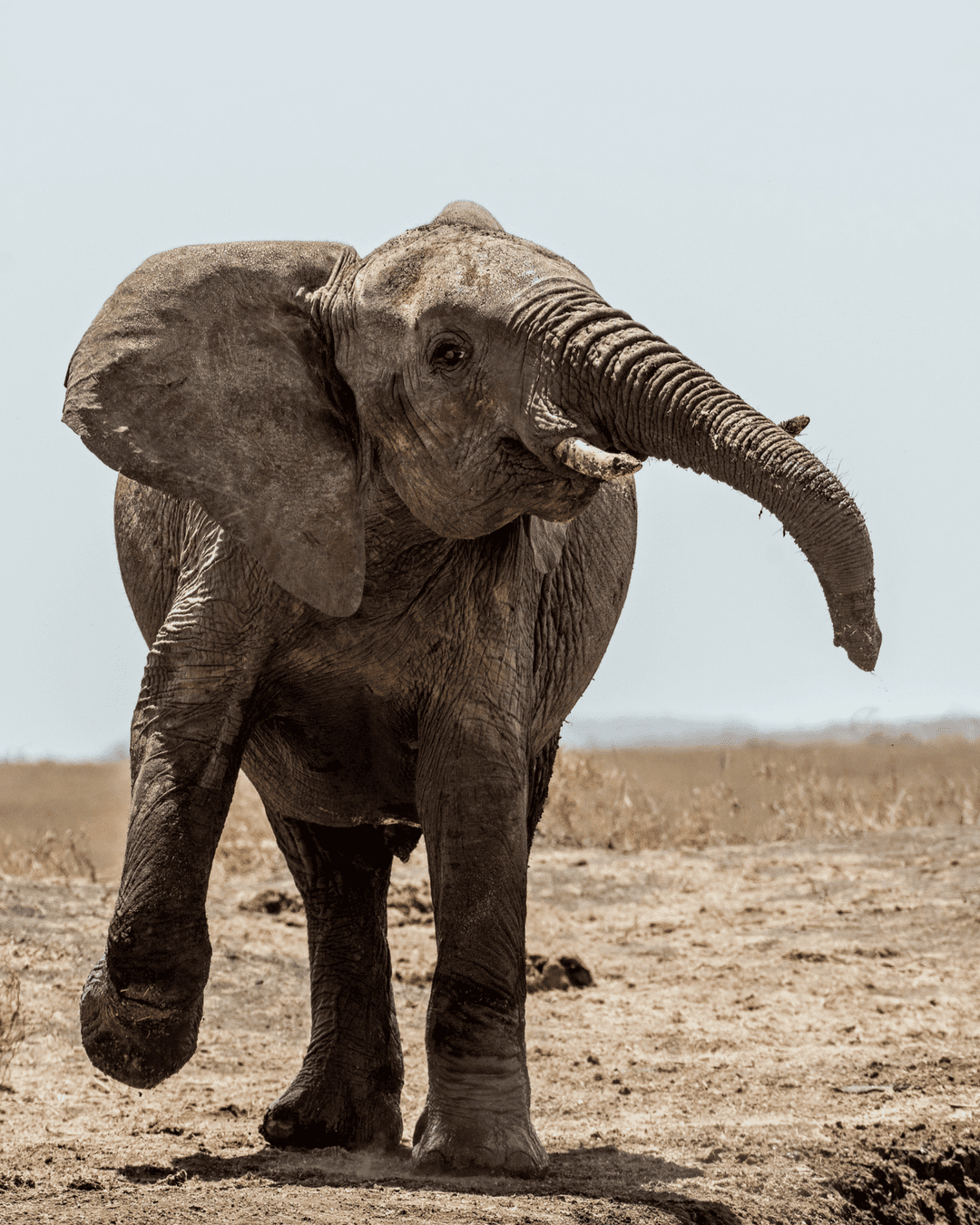 Elephant dancing