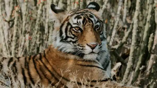 A Tiger resting