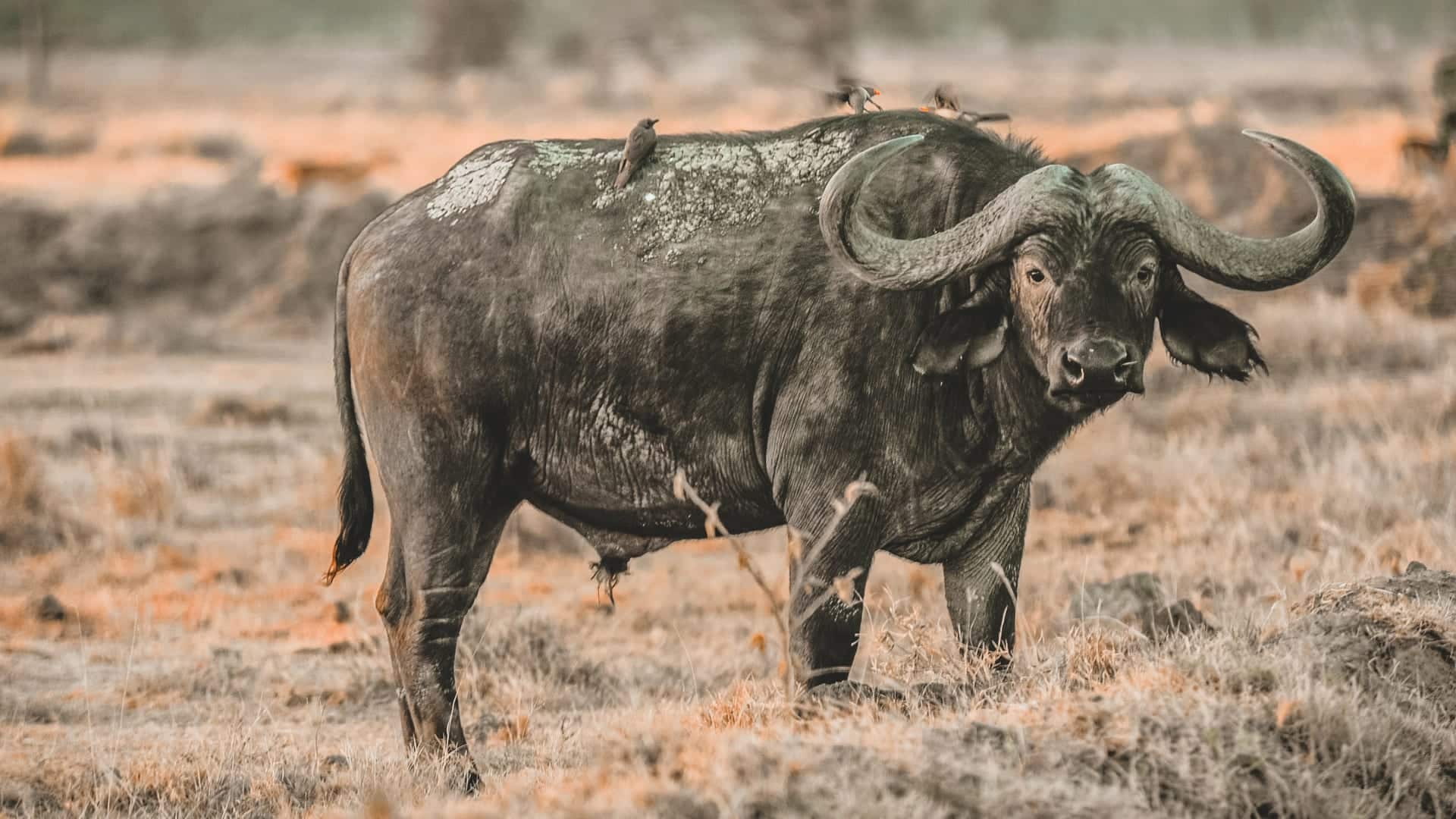 Water Buffalo with oxpeckers