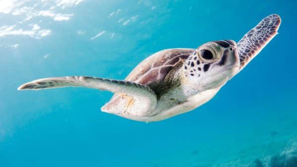 Sea Turtles swimming