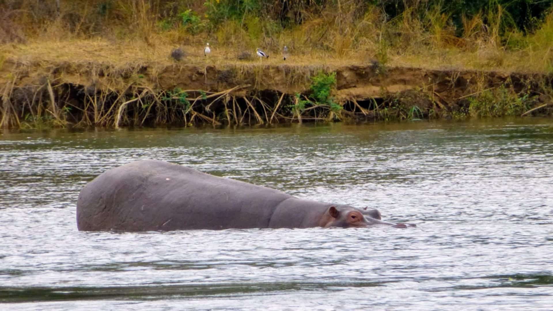 A Hippo in the river