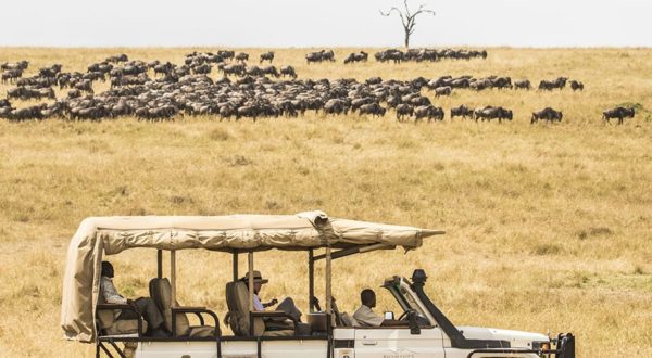 Game drive vehicle with herd of wildebeest behind it