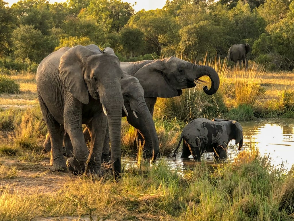 Elephant family bathing