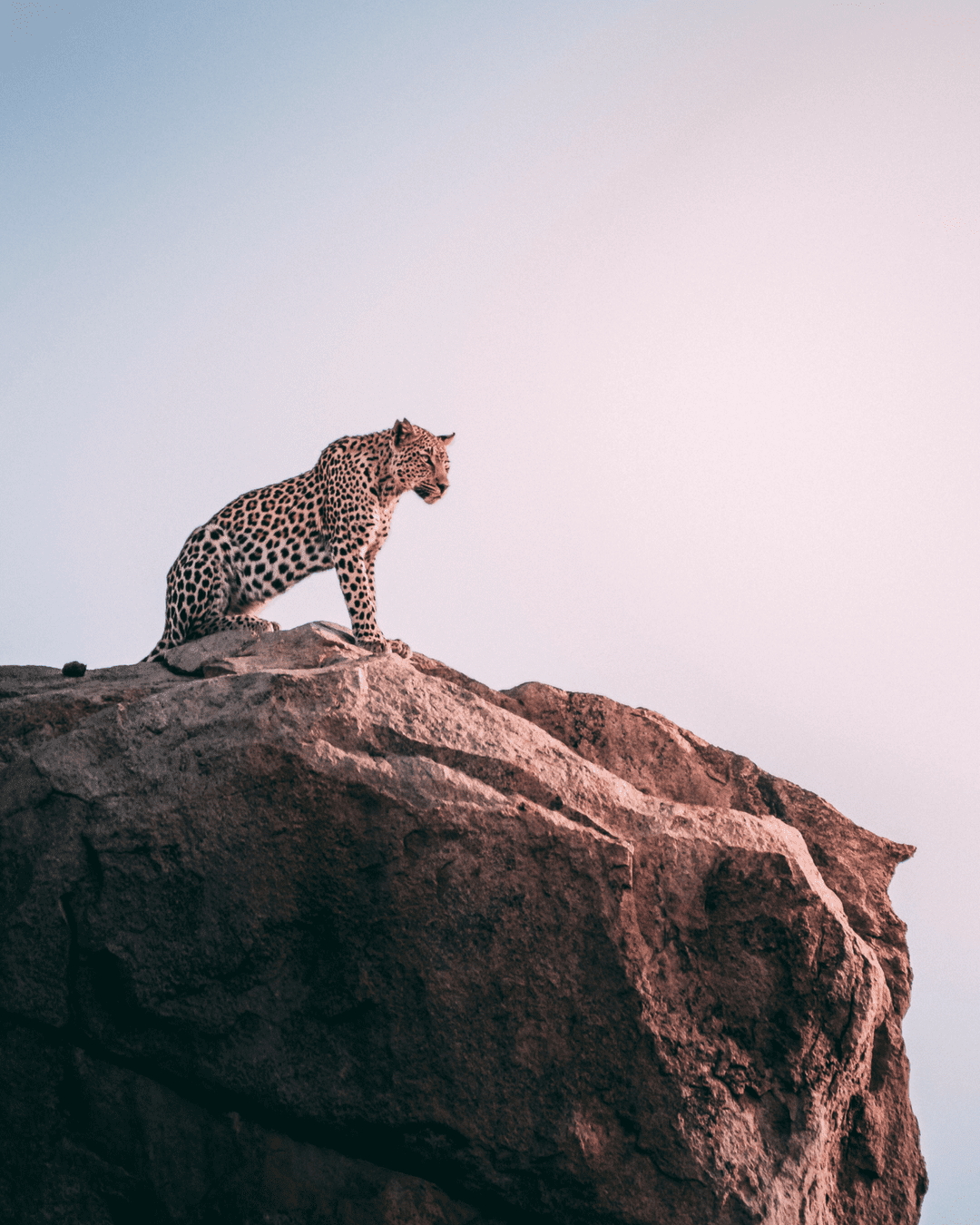 Leopard on a boulder