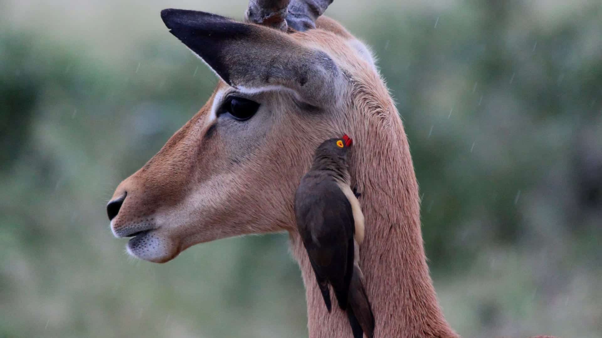 An oxpecker on a buck