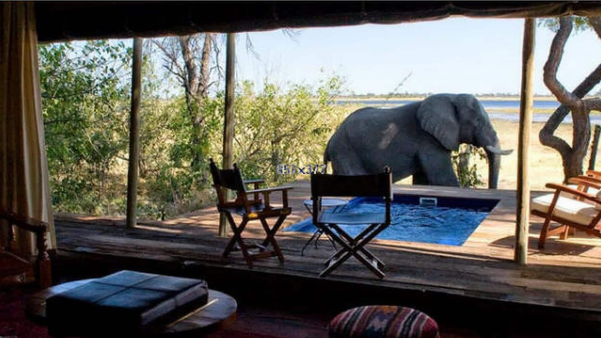 An elephant walking past a decked plunge pool at Zarafa - Botswana