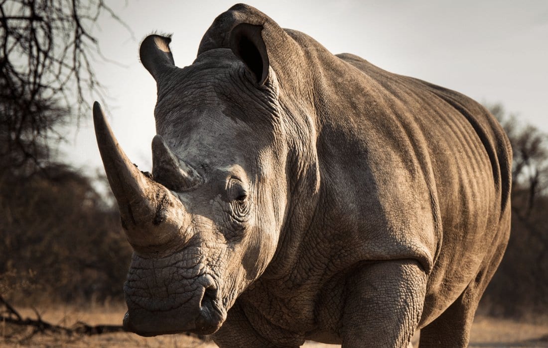 Are rhinos endangered