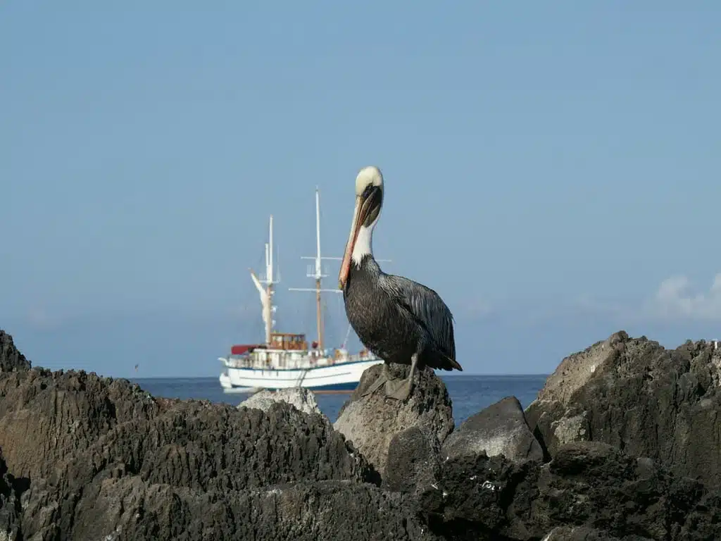 Galapagos Bird and yacht