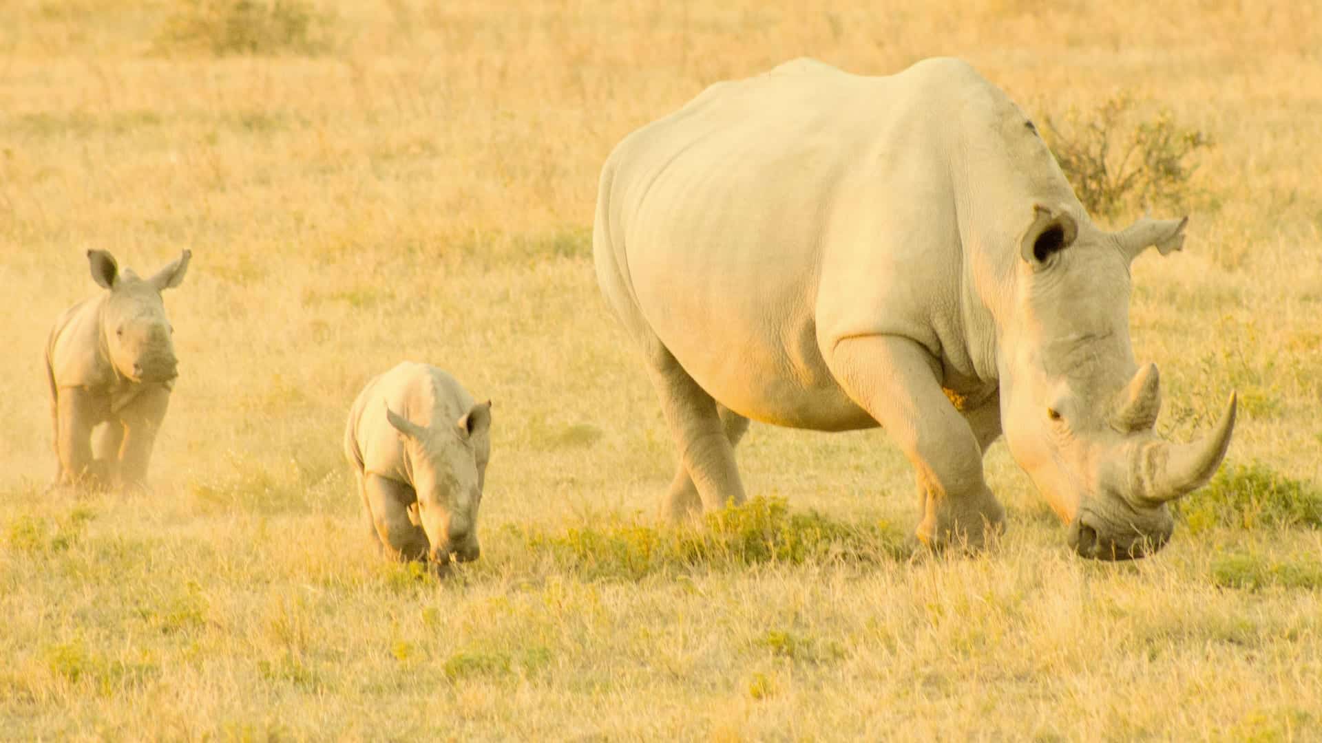 Rhino with two calves