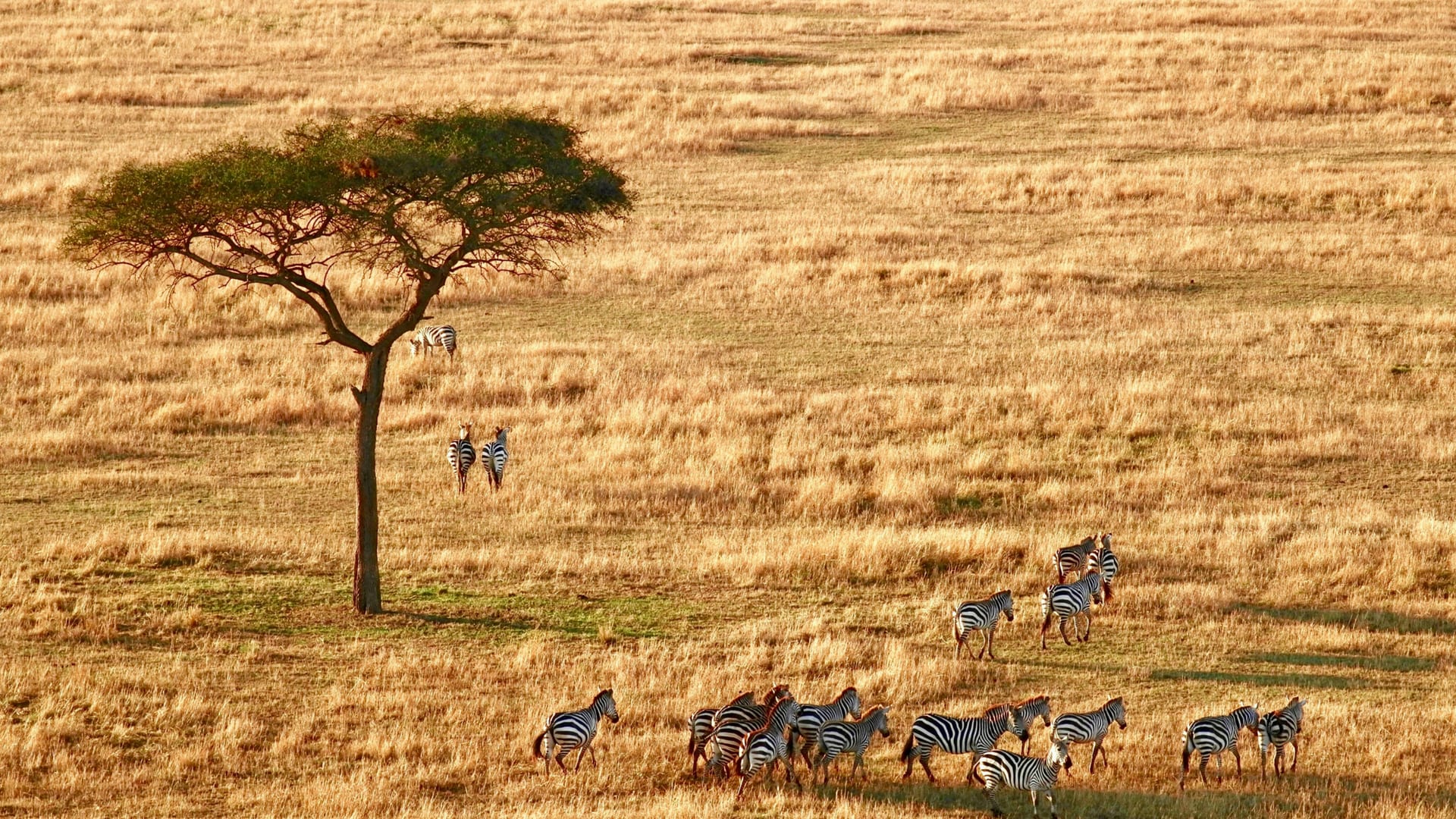 Zebras on an African plain