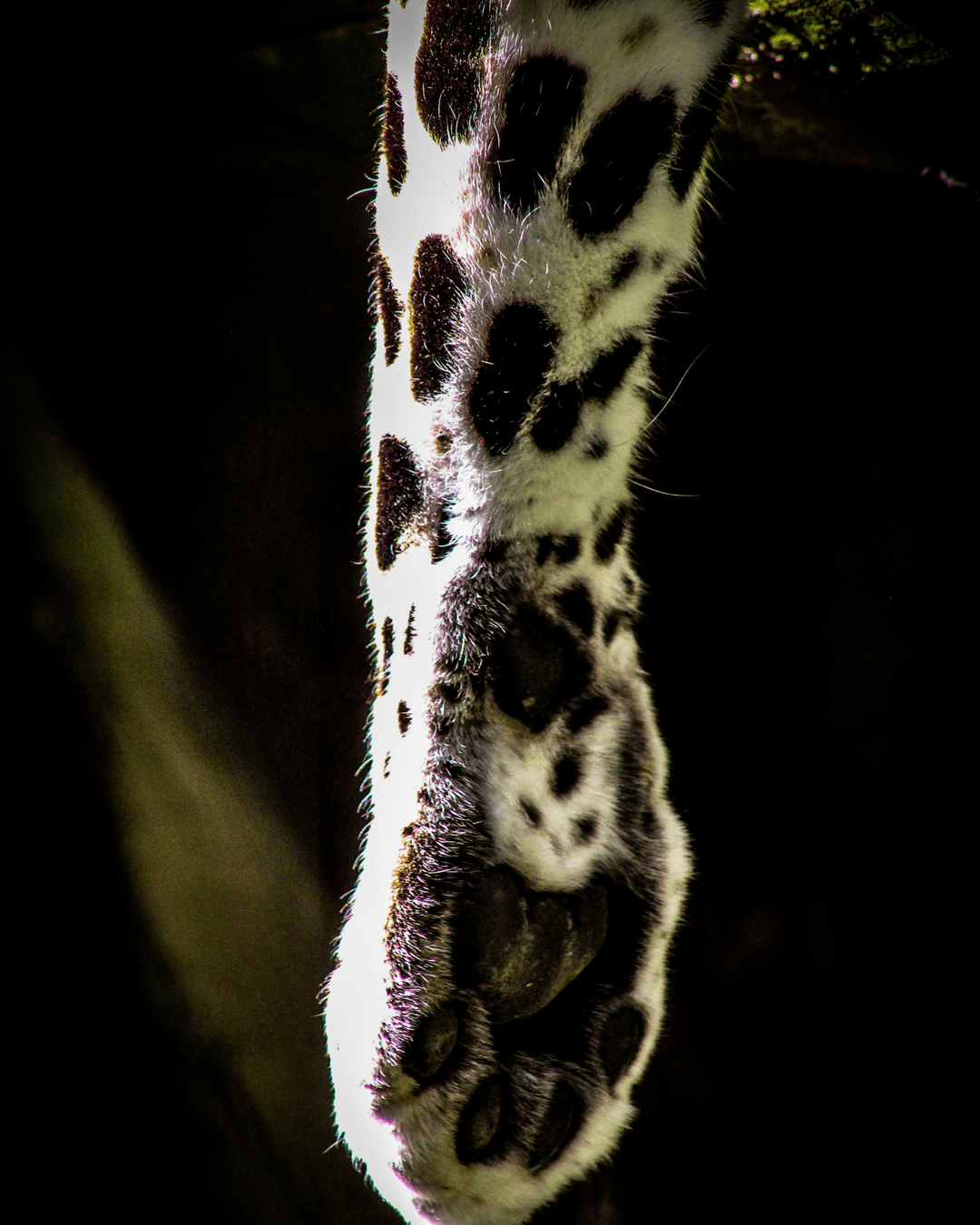 Leopard paw
