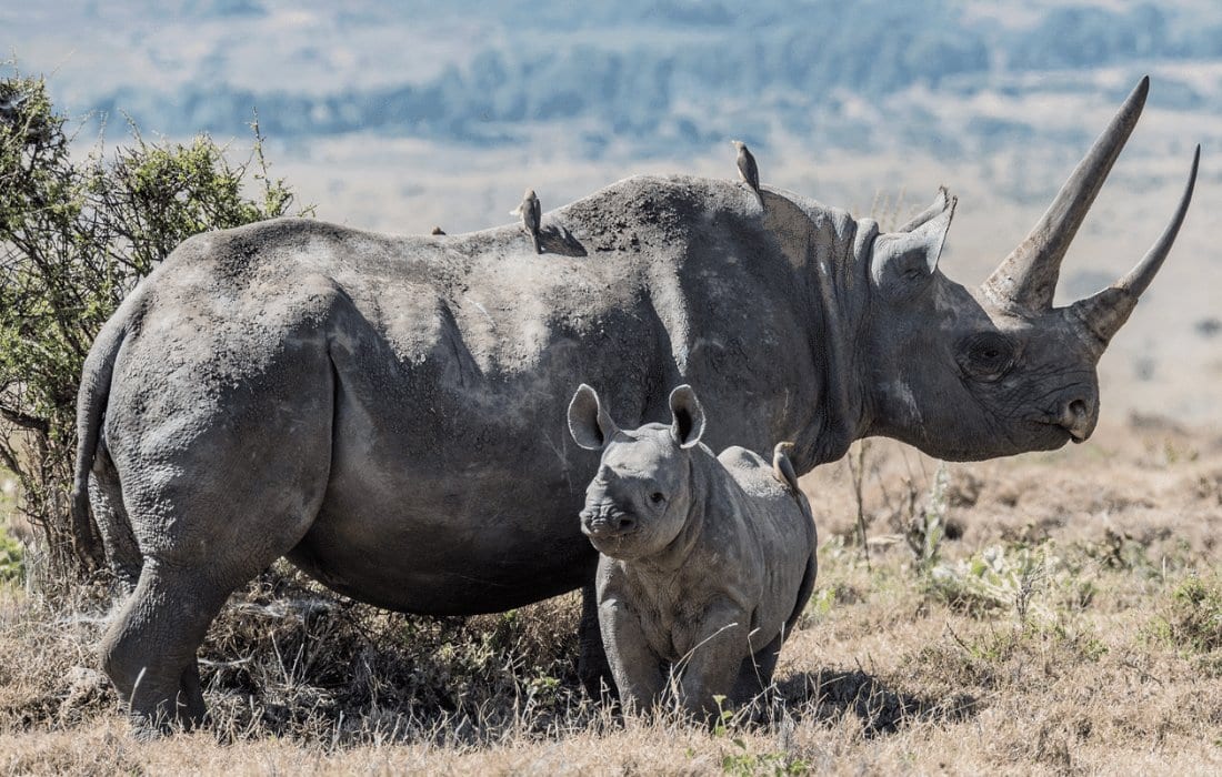 rhino protection