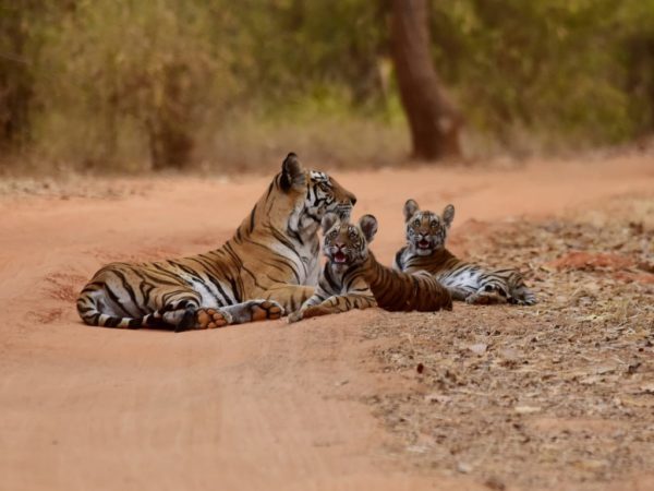 Tiger and cubs lying on dusty dirt road with trees and bush, Bandhavgarh National Park Syna Tiger Resort