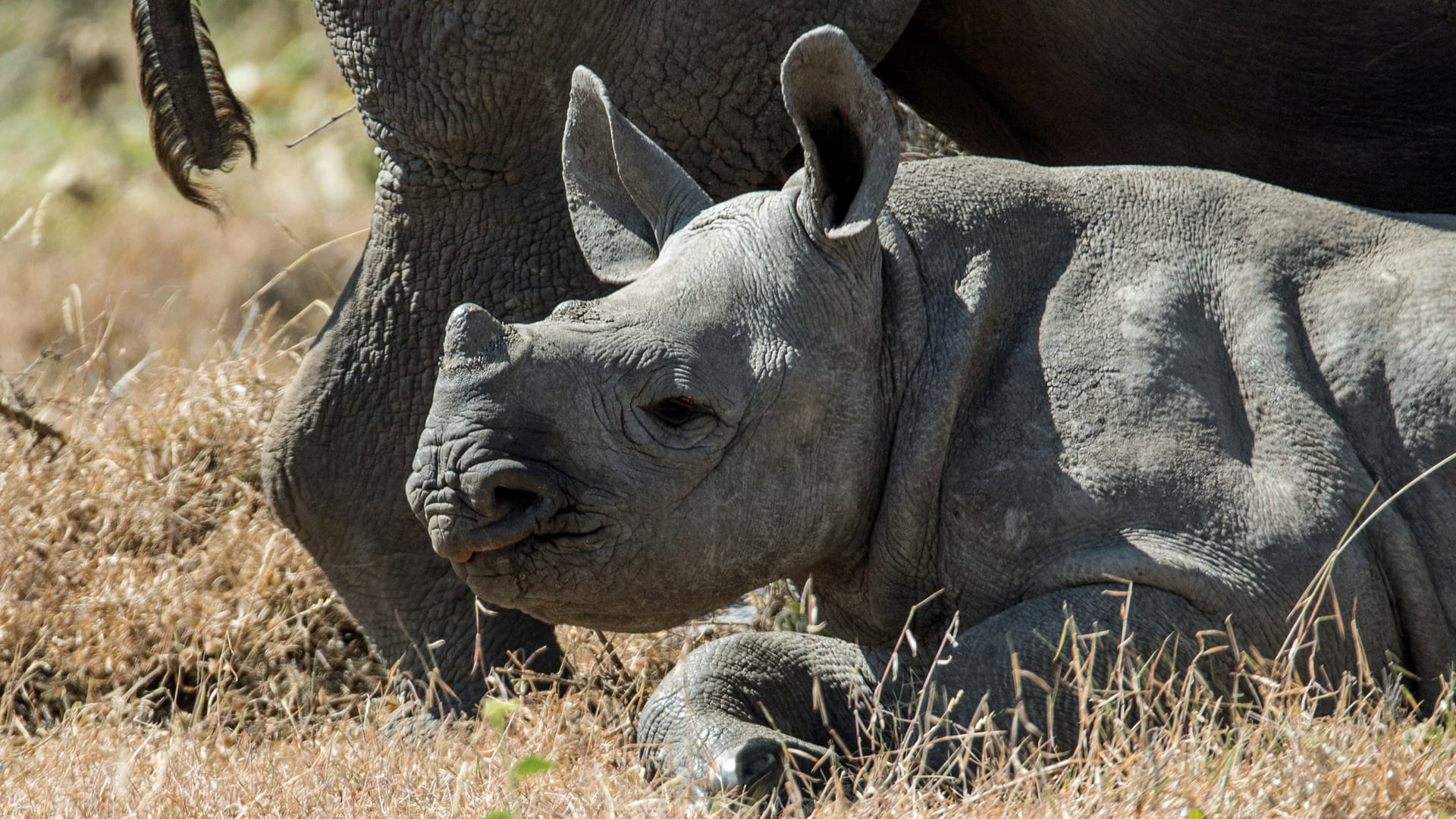 Baby Rhino resting