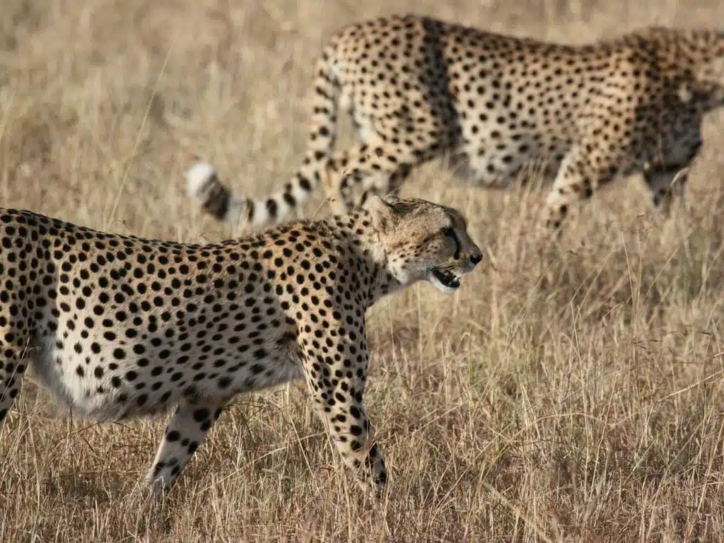 Great Migration Cheetahs