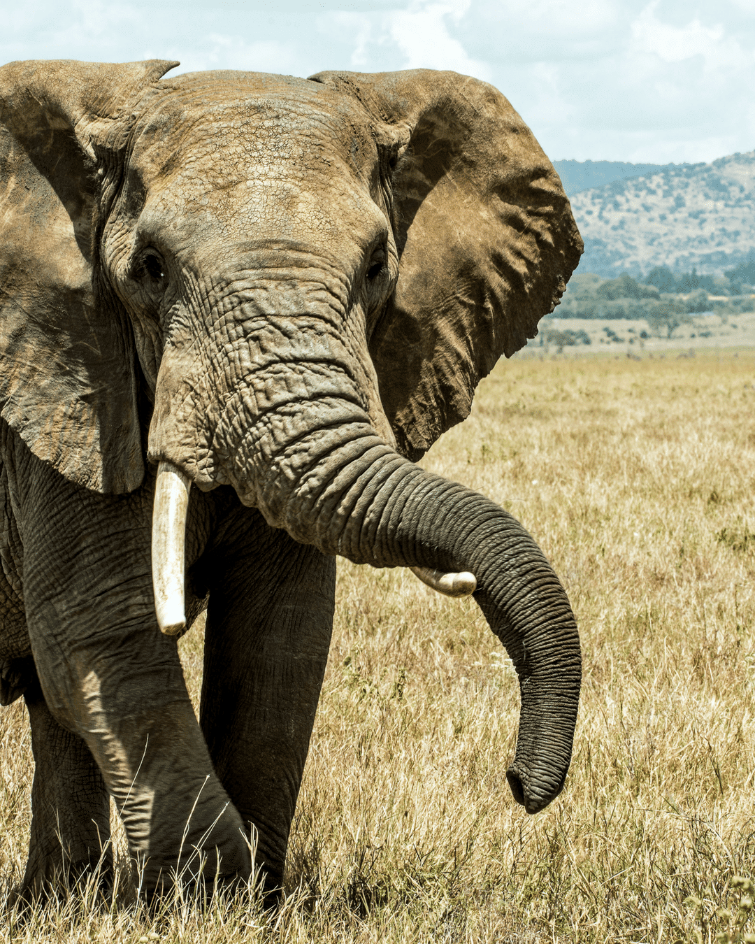 Elephant resting his trunk