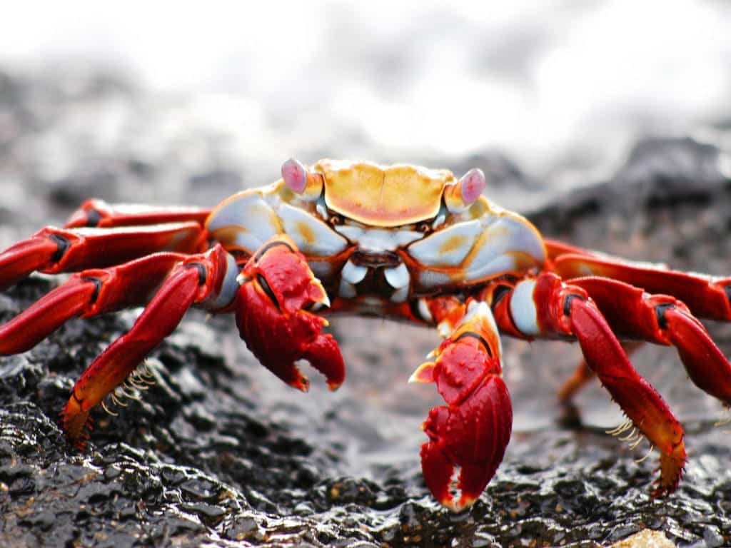 Galapagos crab