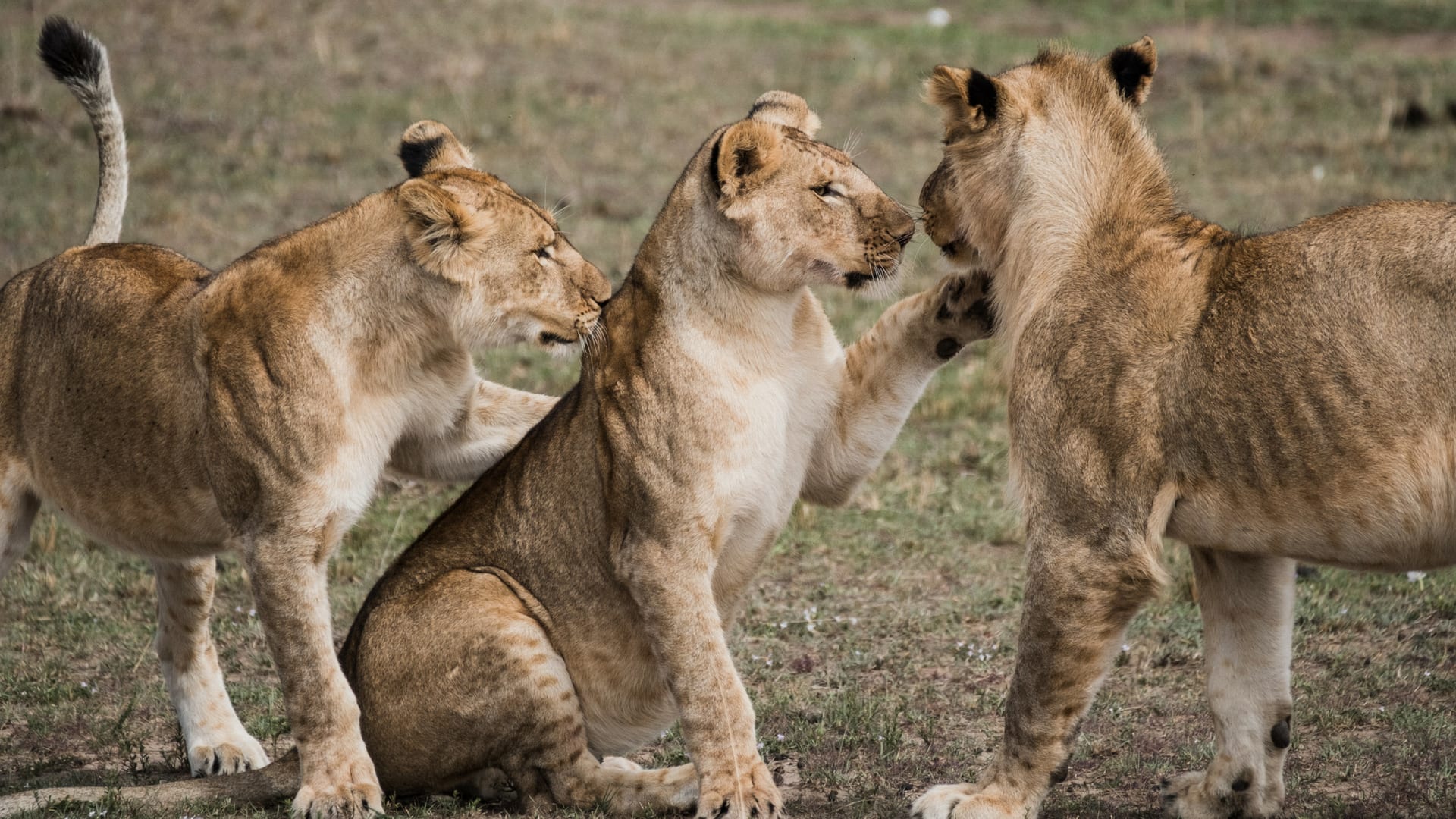Three lionesses