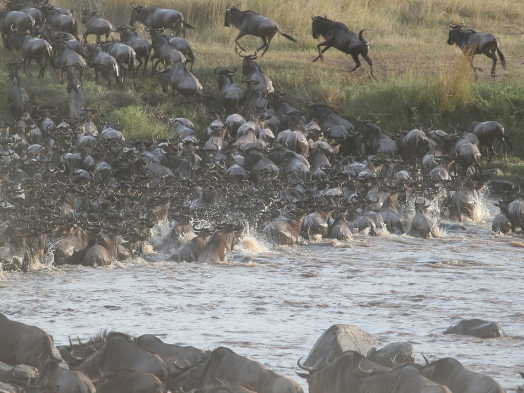 Great Migration River Crossing