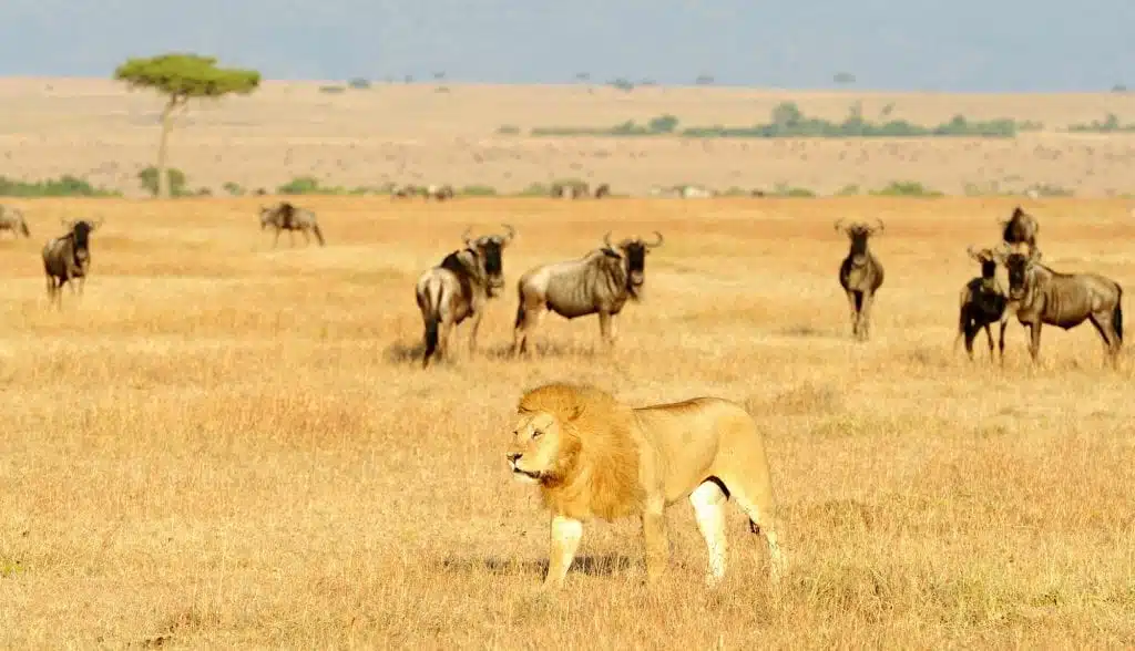 African lion in Masai Mara