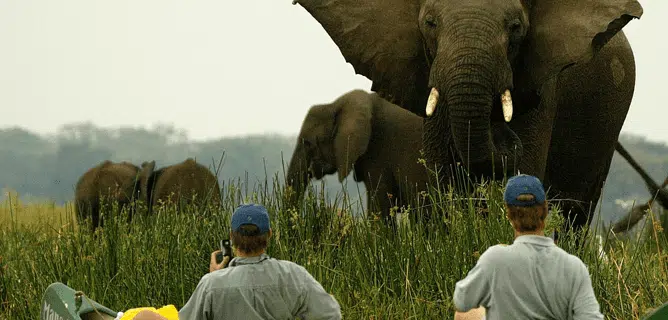 Botswana travel in green season (elephant)