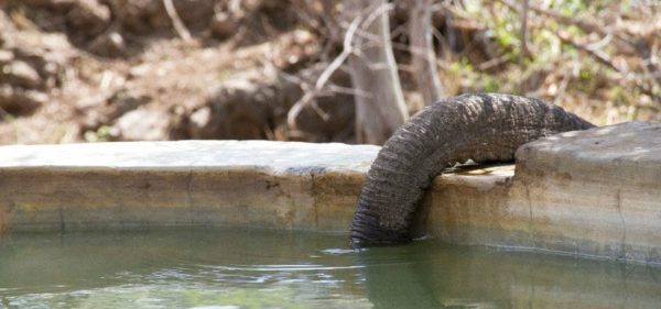 Elephant trunk drinking from pool in Madikwe
