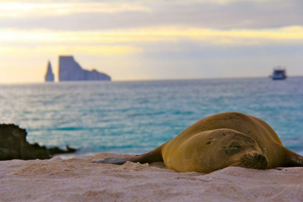 Sea lion on Galapagos Beach