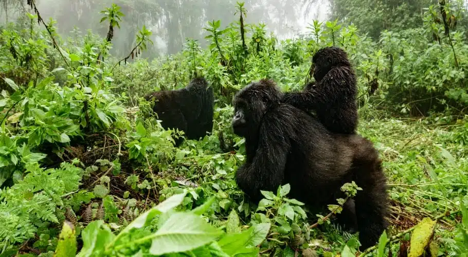 Profile of female mountain gorilla with baby over the back