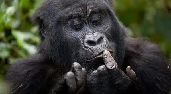 uganda gorilla safari