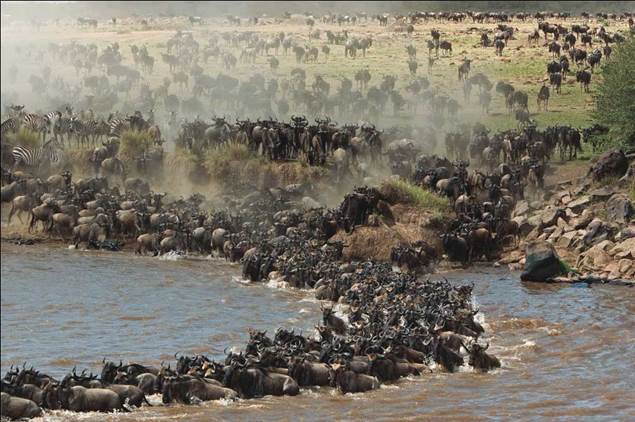 Great Migration in the Masai Mara