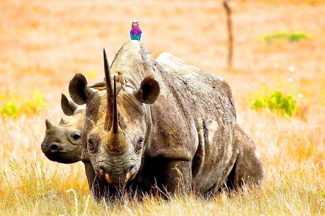 Rhino Lewa Conservancy