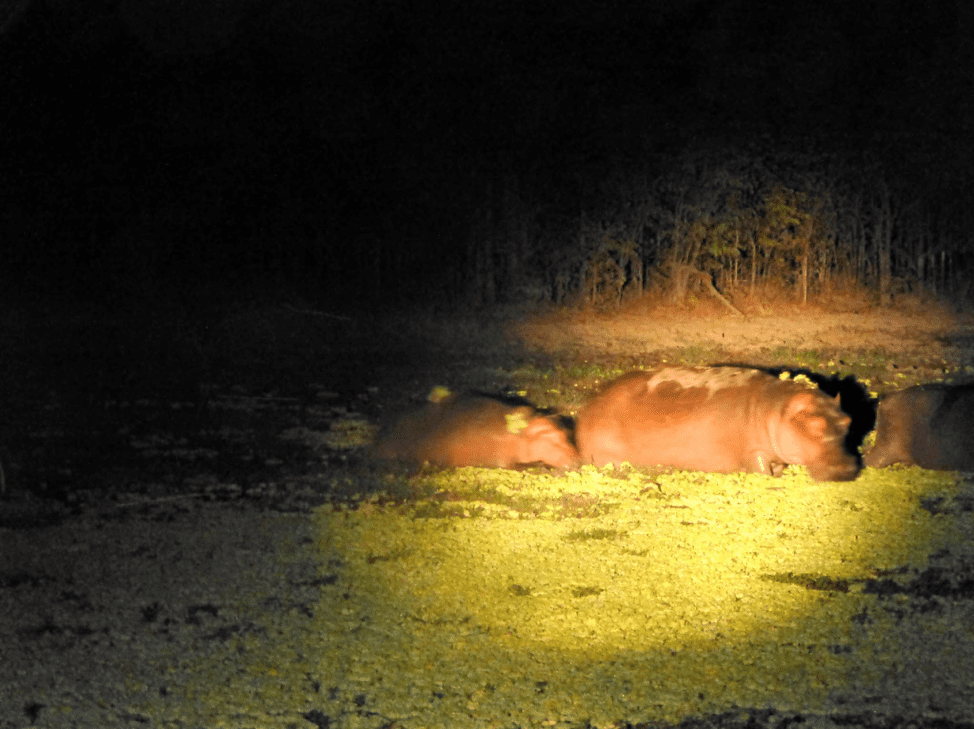 Hippo's at night