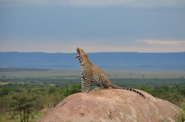 tanzania luxury safari leopard yawn