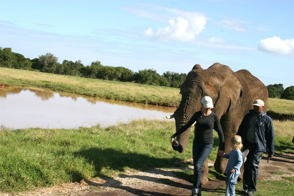 family safari with elephants