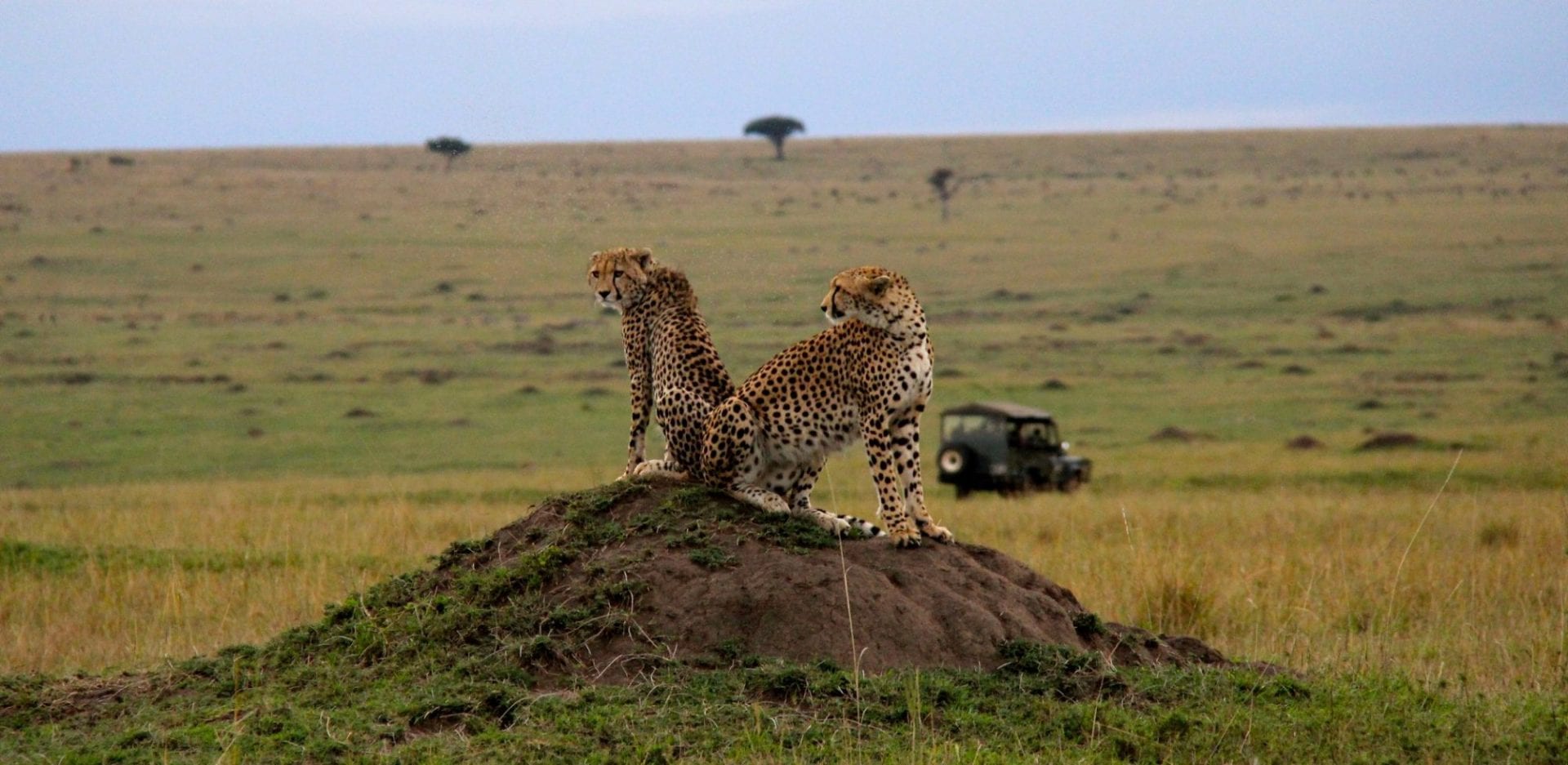Rothchild_Safaris_Cheetah_(3)