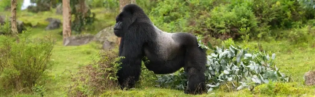 Gorilla safari
