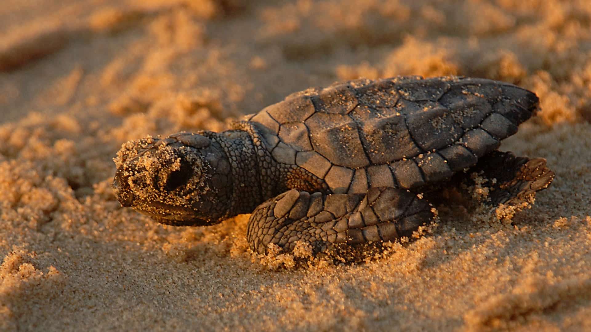 Visit Australia: Turtle hatching at Mon Repos Conservation Park