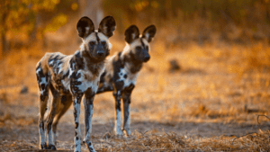 Two wild dogs standing and looking into the distance