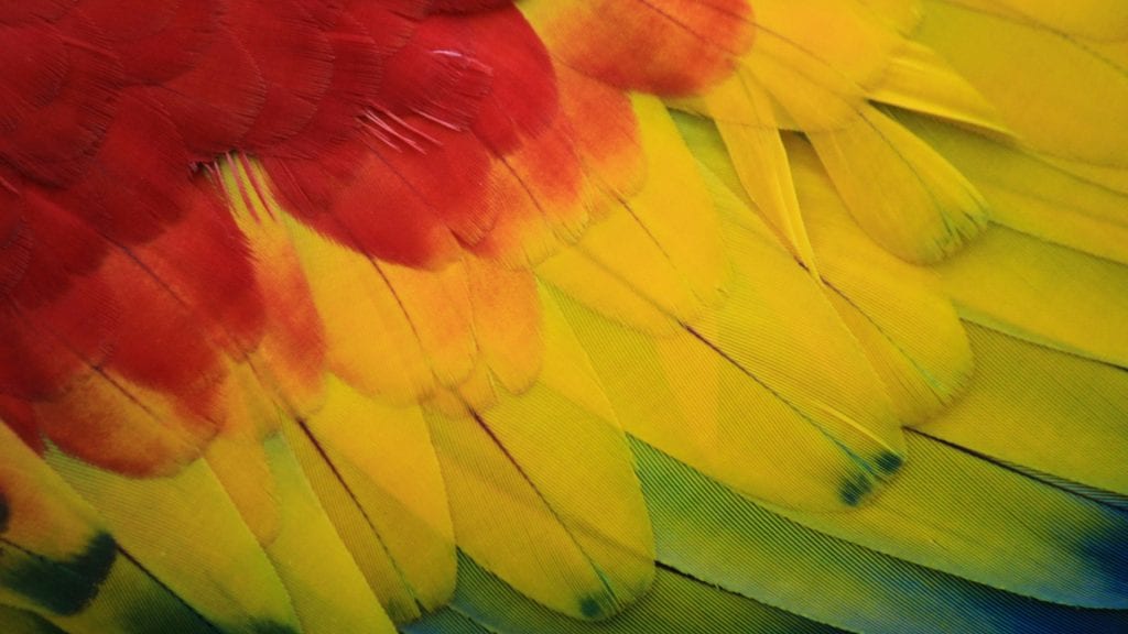 Amazon Macaw feathers
