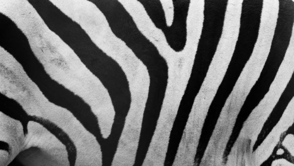 Close up image of a zebra