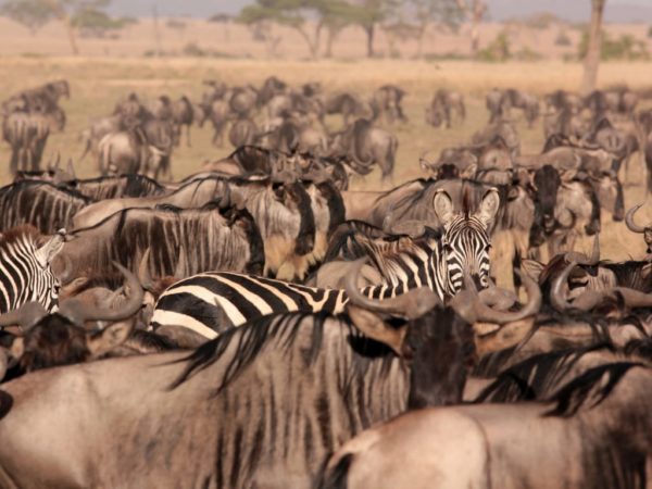 Great Migration herds