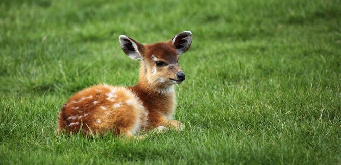 baby antelope