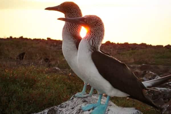 blue-footed-booby-couple-galapagos-island-seen-from-catamaran-cruise