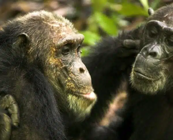 Two chimpanzees primate experience