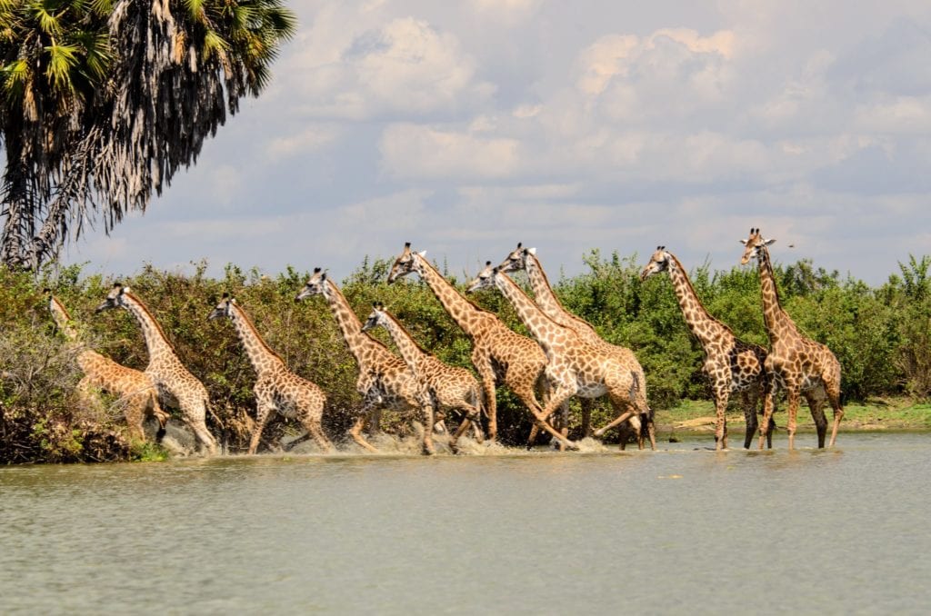 Giraffe Herd Tanzania