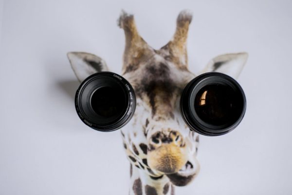 A Giraffe with camera lens binoculars