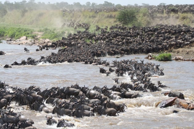 Wildbeest river crossing on a photographic safari