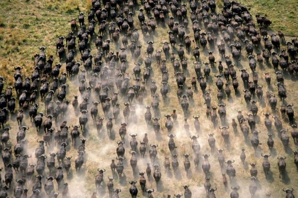 Viewing the Great migration from a hot air balloon safari